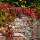 Mauerwerk mit Wilden Wein