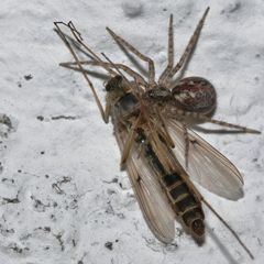 Mauerwinkelspinne Tegenaria parietina female subadult