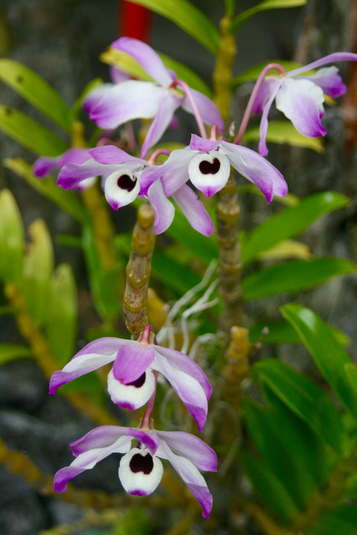 Maui Blumen