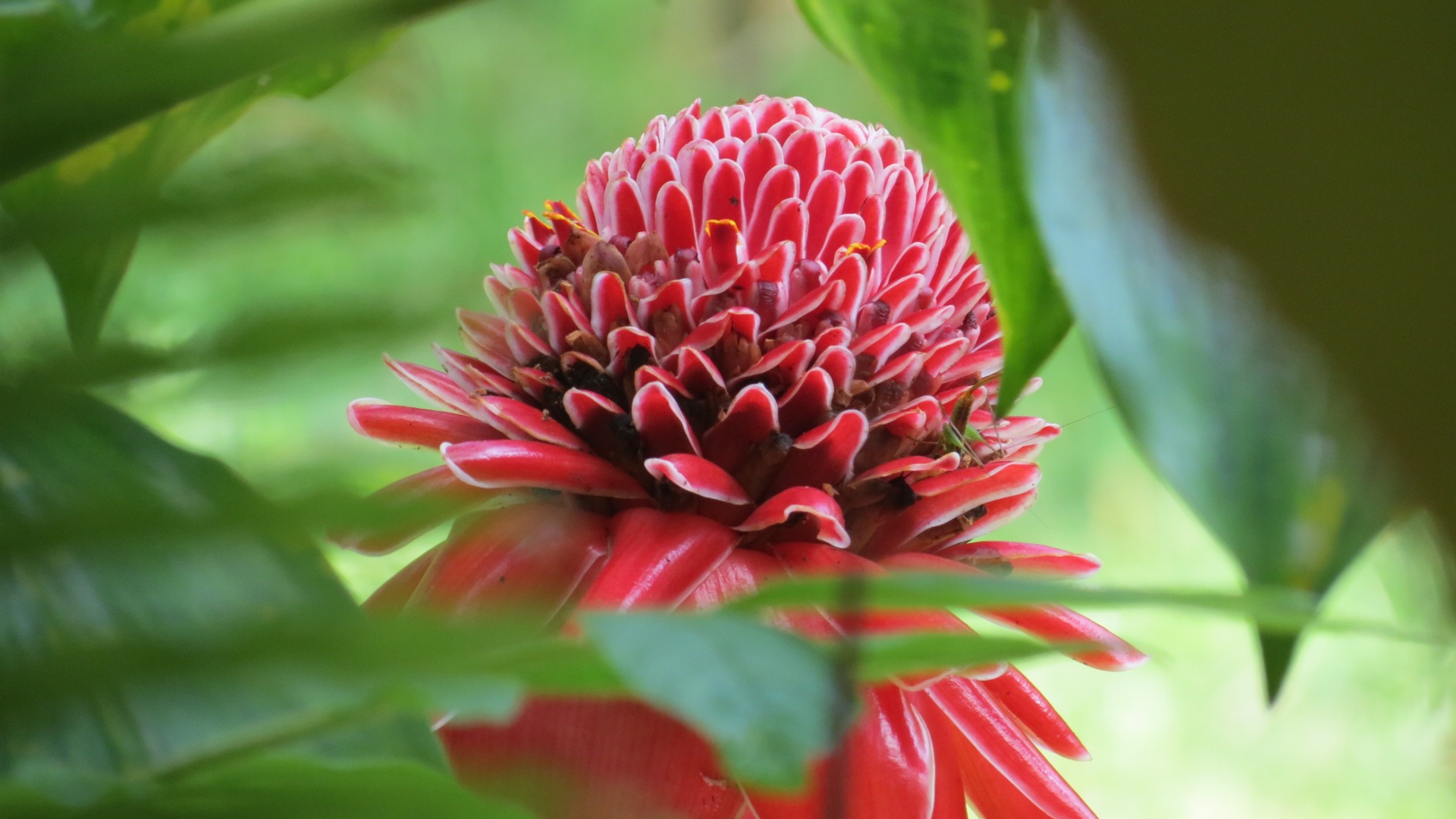 maui flower