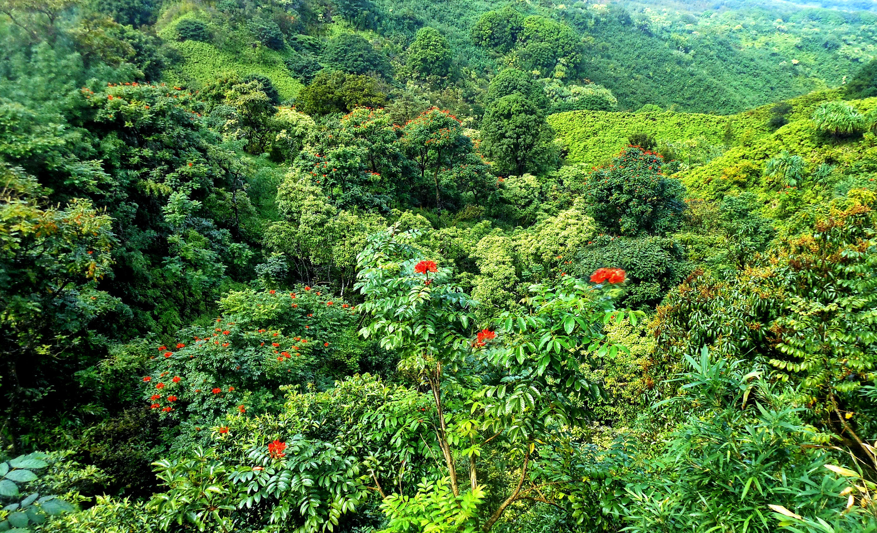 Maui, Iao Valley