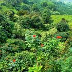 Maui, Iao Valley