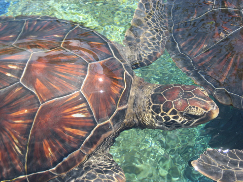 Maui Ocean Center