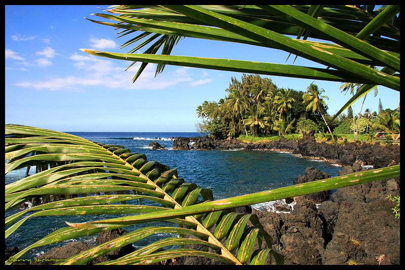 Maui-Palms