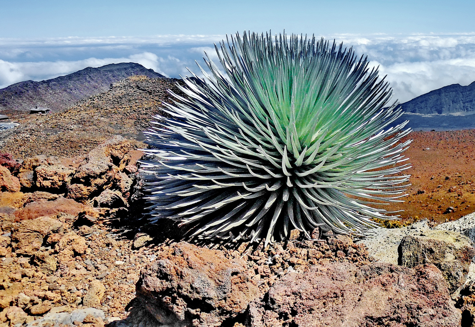 Maui: Silberschwert