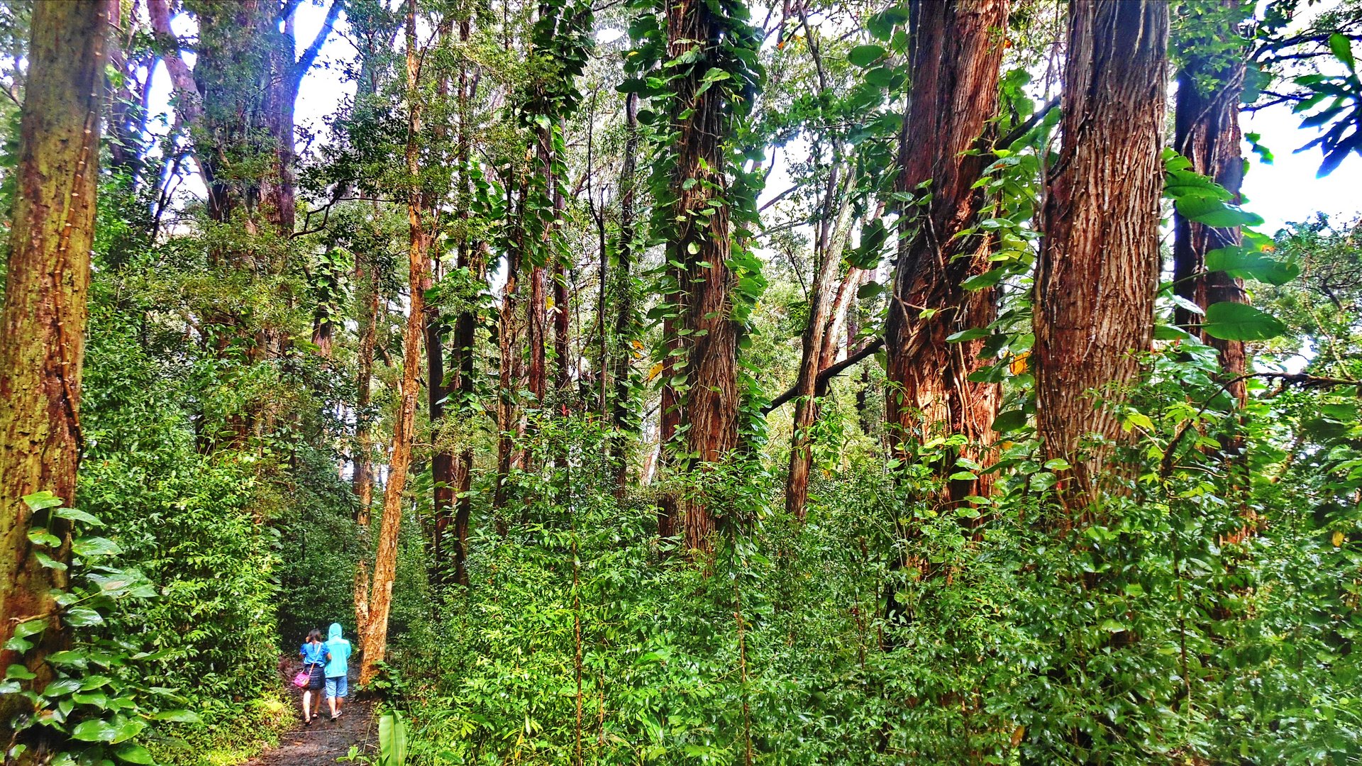 Maui, Waikamoi Natural Trail