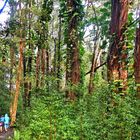 Maui, Waikamoi Natural Trail