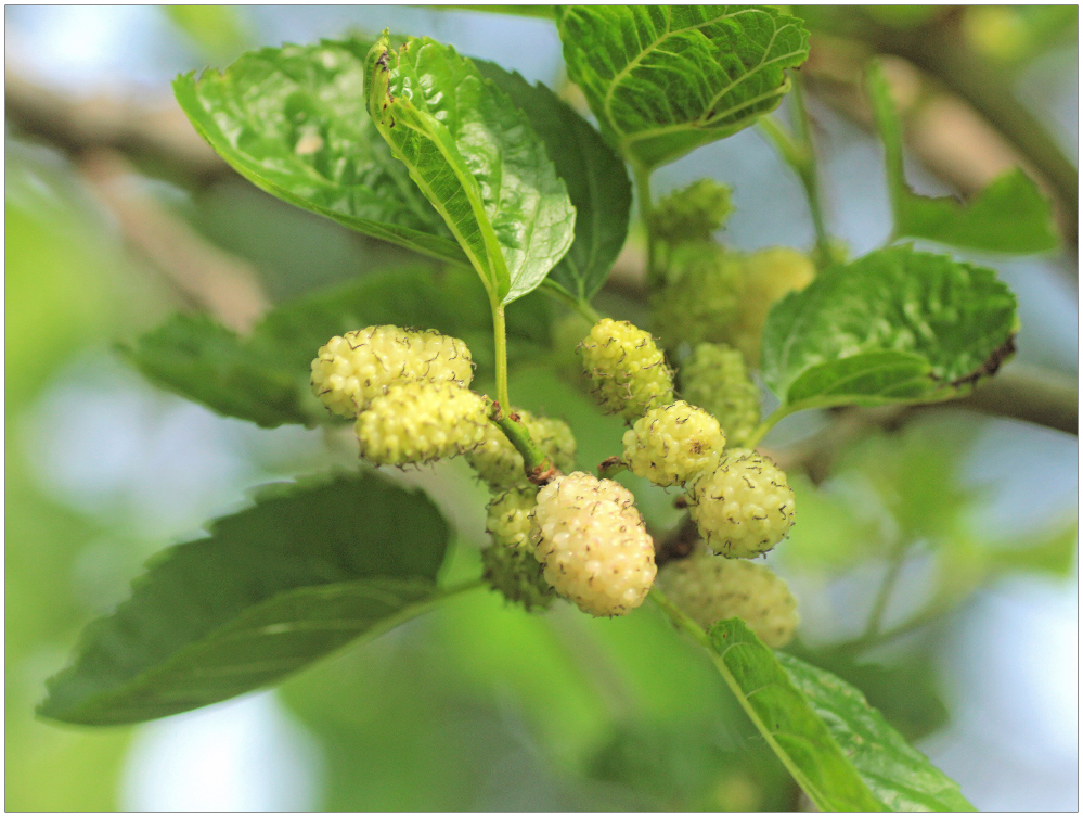 Maulbeeren