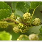 Maulbeeren am Wegesrand