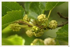 Maulbeeren am Wegesrand