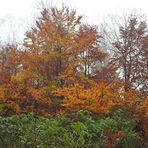 Mauloffer Wald: Kalt, windig, nebelig, bunt und darum besonders schön 01