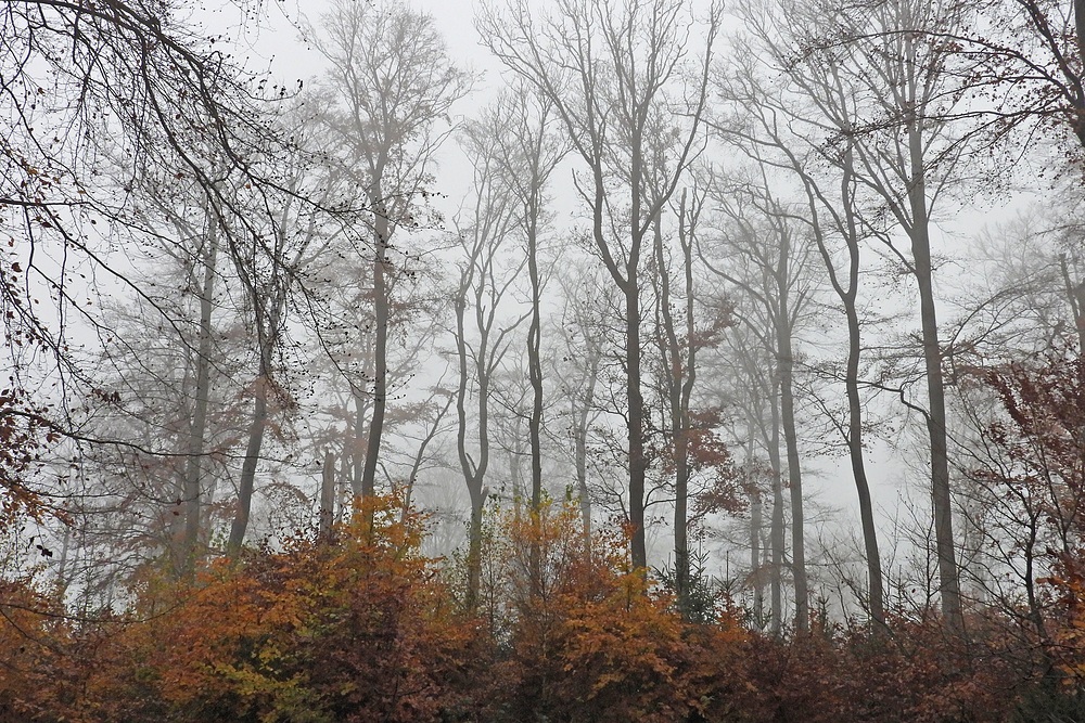 Mauloffer Wald: Kalt, windig, nebelig, bunt und darum besonders schön 02