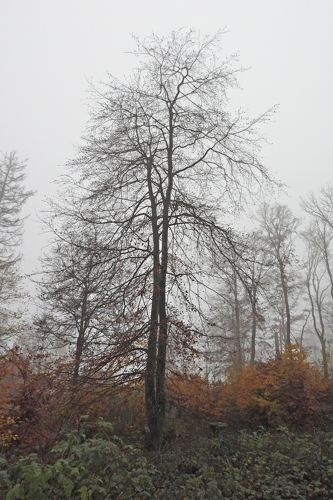 Mauloffer Wald: Kalt, windig, nebelig, bunt und darum besonders schön 03