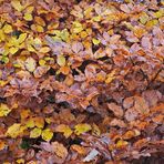 Mauloffer Wald: Kalt, windig, nebelig, bunt und darum besonders schön 04