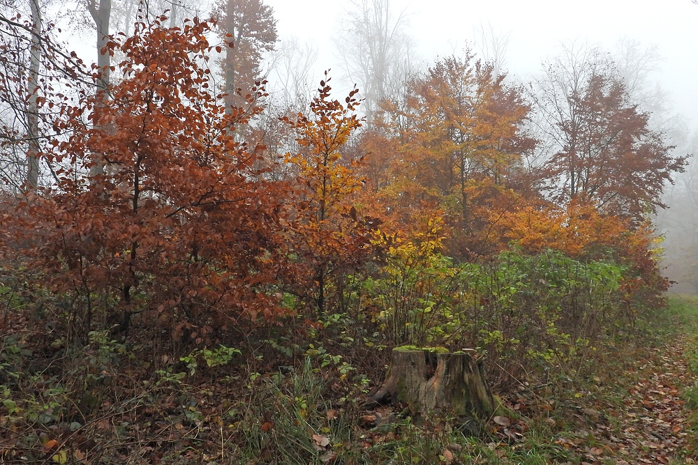 Mauloffer Wald: Kalt, windig, nebelig, bunt und darum besonders schön 05