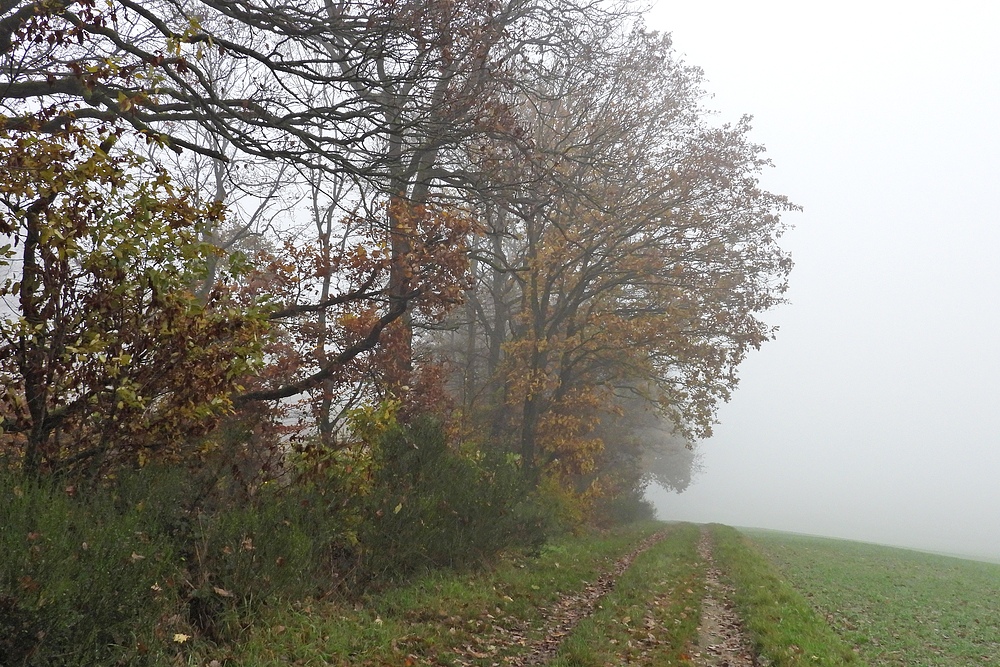 Mauloffer Wald: Kalt, windig, nebelig, bunt und darum besonders schön 06