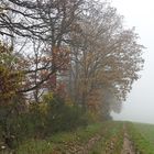 Mauloffer Wald: Kalt, windig, nebelig, bunt und darum besonders schön 06