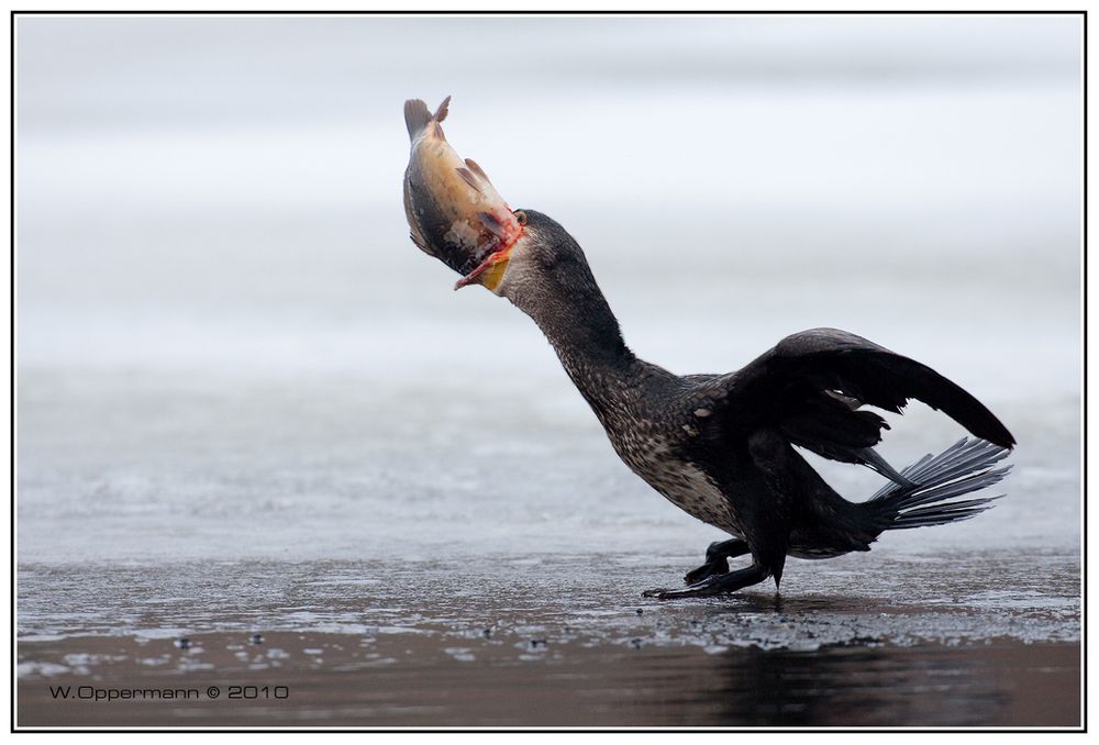 Maulsperre........Kormoran Vogel des Jahres 2010