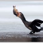 Maulsperre........Kormoran Vogel des Jahres 2010