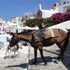 Maultiere auf Santorini