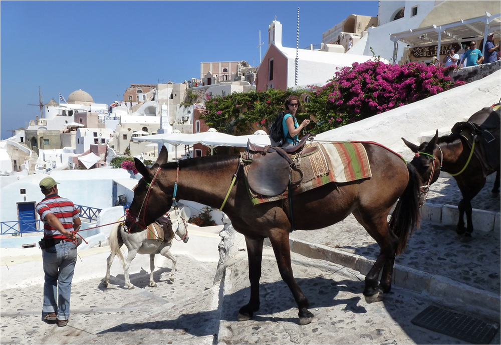 Maultiere auf Santorini