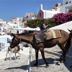 Maultiere auf Santorini