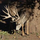 Maultierhirsch auf Futtersuche