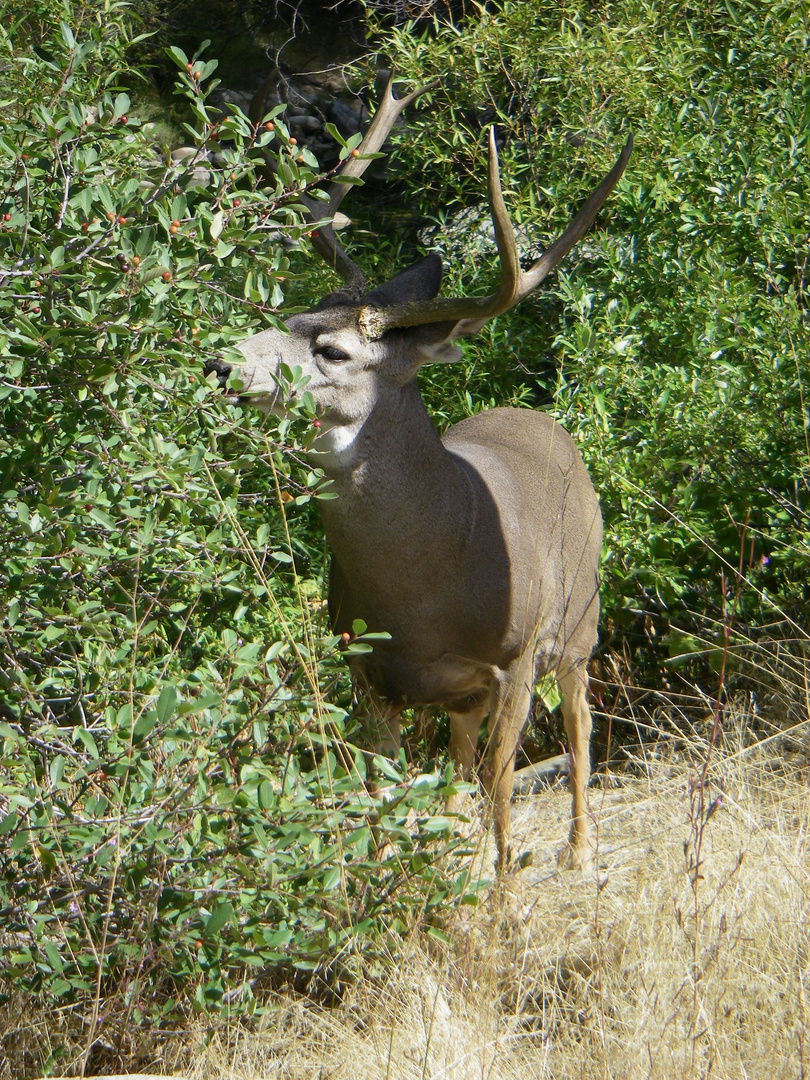 Maultierhirsch beim Knabbern