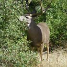 Maultierhirsch beim Knabbern