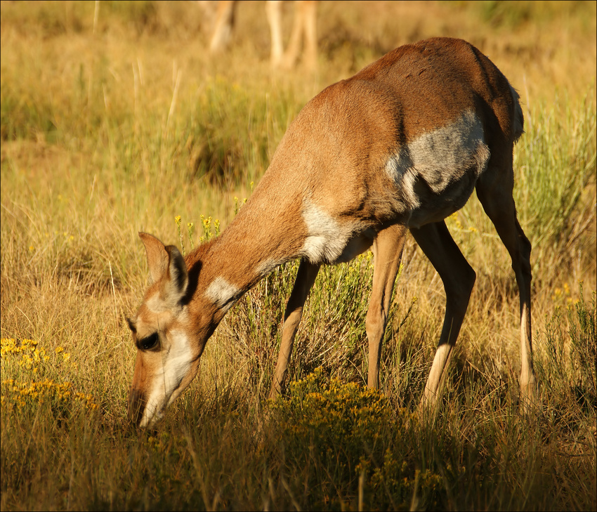 Maultierhirsch