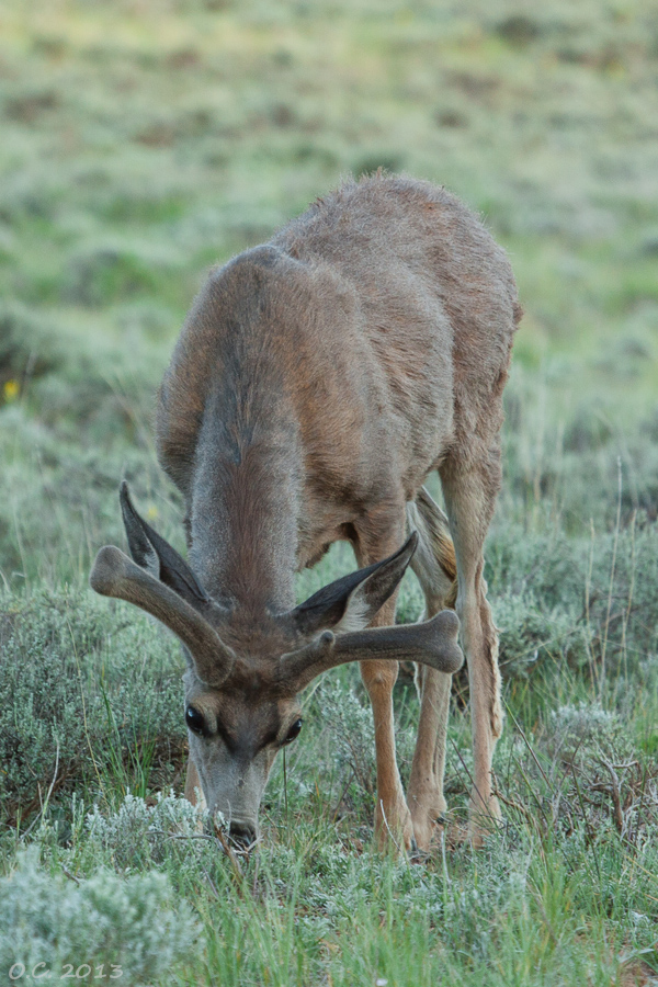 Maultierhirsch Foto & Bild tiere, wildlife, säugetiere Bilder auf