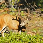 Maultierhirsch im Bryce Canyon