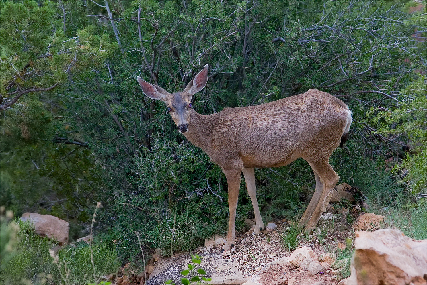 Maultierhirsch (Mule Deer) im Grand Canyon