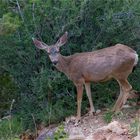 Maultierhirsch (Mule Deer) im Grand Canyon