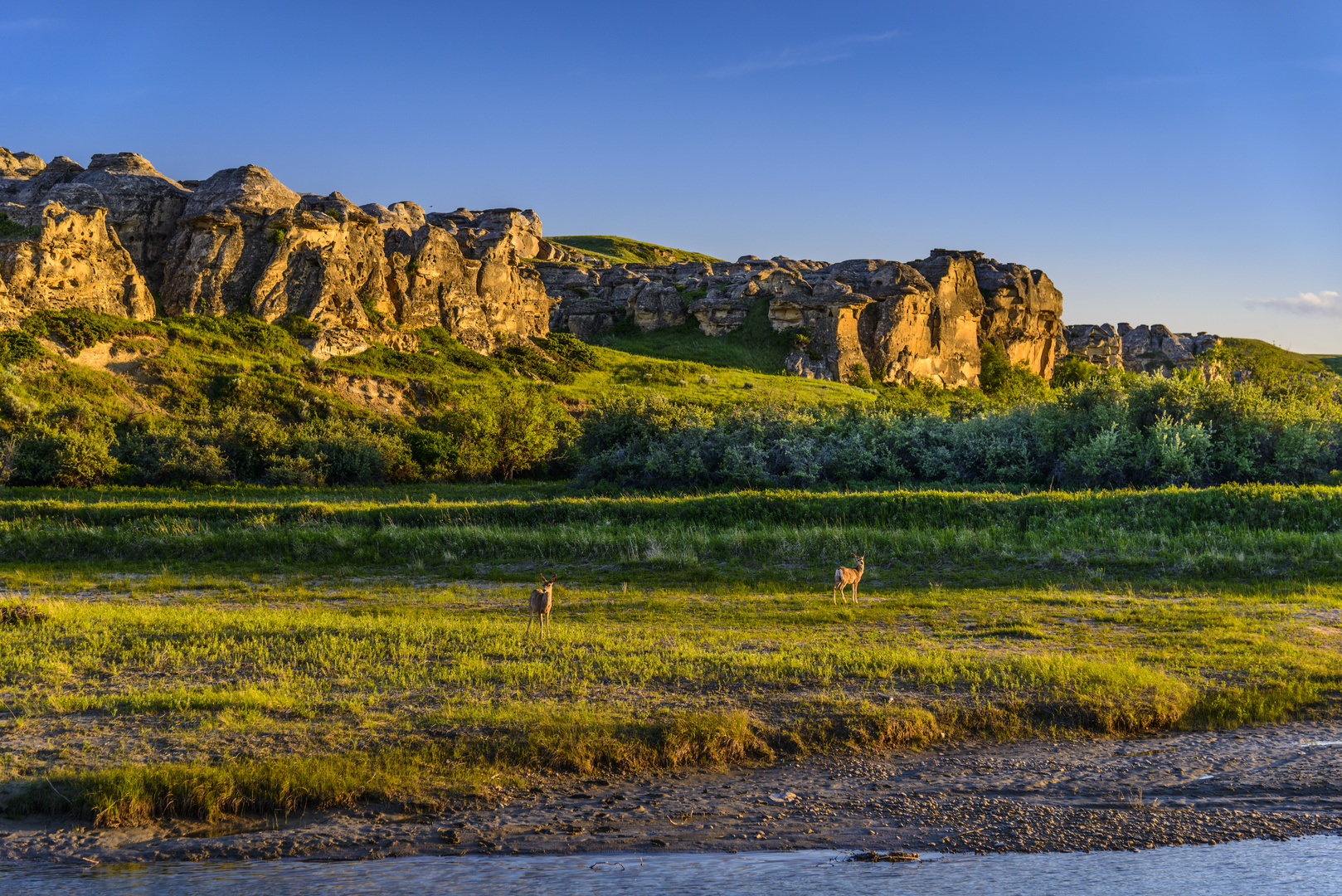 Maultierhirsche, Writing-on-Stone PP, Alberta, CA