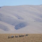 Maultiertrekking im Atlasgebirge