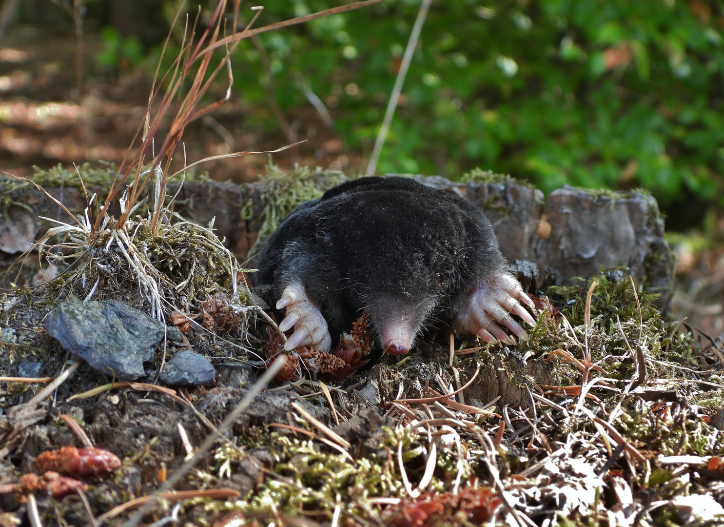 Maulwurf im Wald 