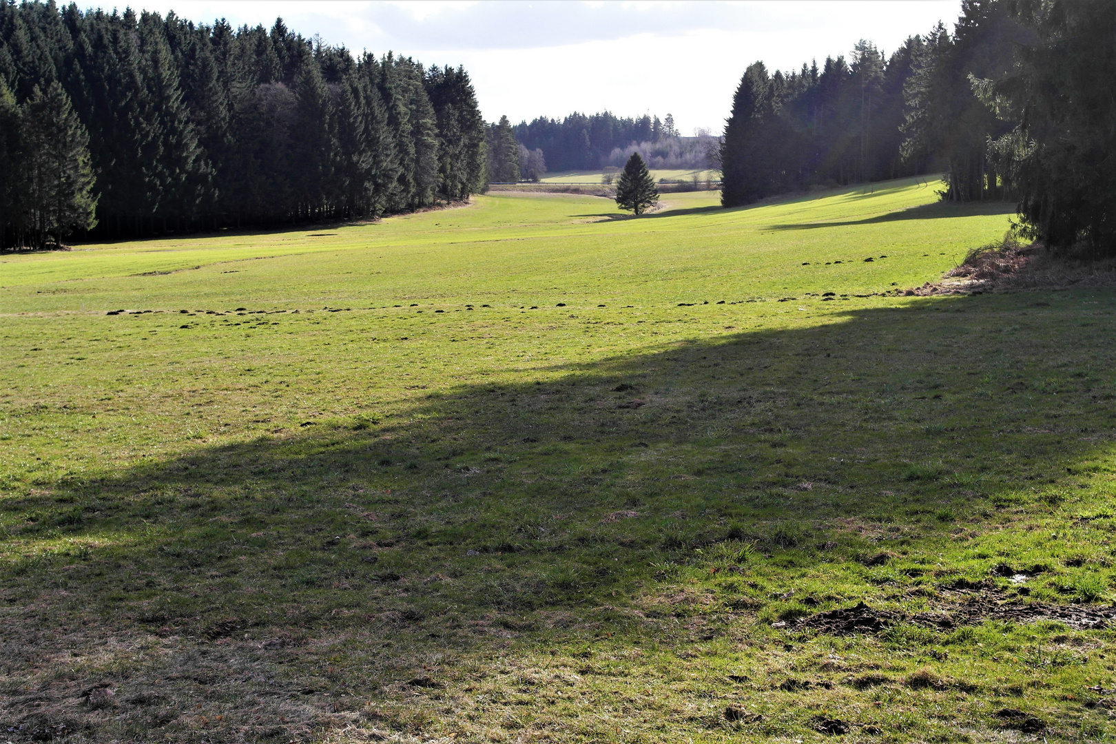 Maulwurfhaufen in einer (fast zwei) Reihe