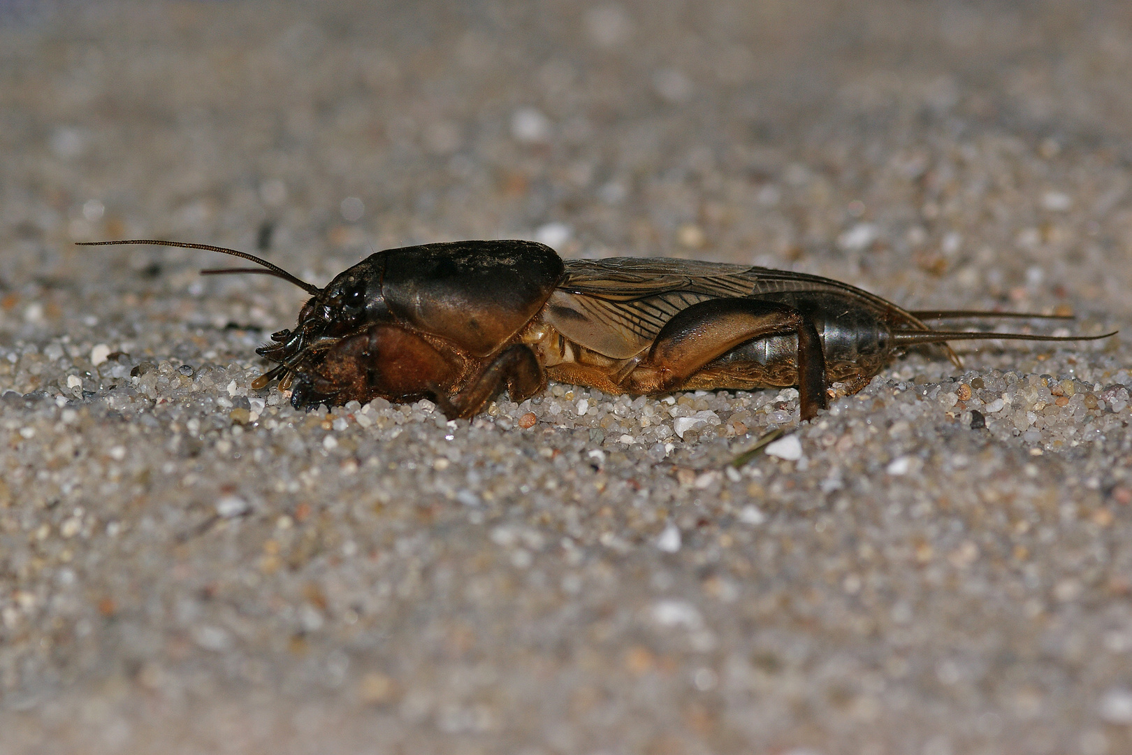 Maulwurfsgrille (Gryllotalpa gryllotalpa)