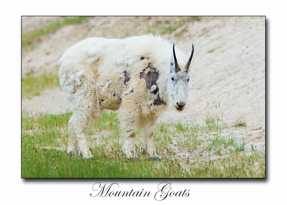 Mauntain Goats