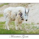 Mauntain Goats