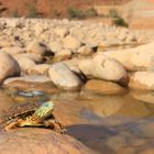 Mauremys leprosa saharica - Spanische Wasserschildkröte