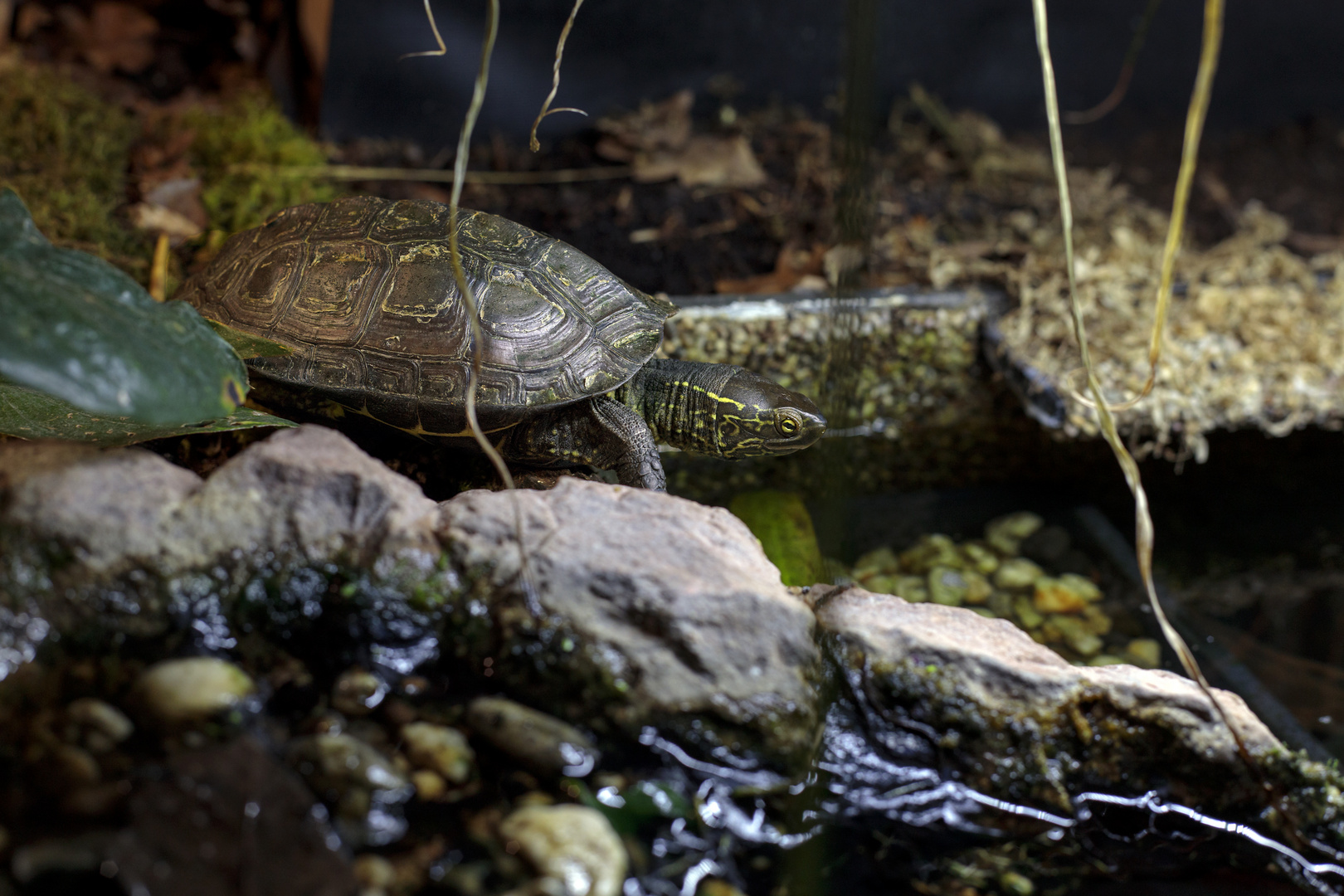 Mauremys Reevesii