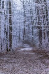 Maurer Wald