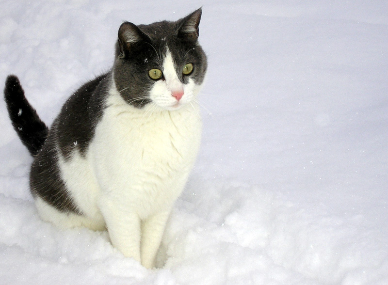 Maurice - mon petit boule de neige