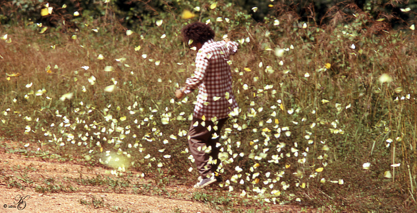 Mauricio Babilonia, Mariposas amarillas