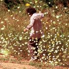 Mauricio Babilonia, Mariposas amarillas