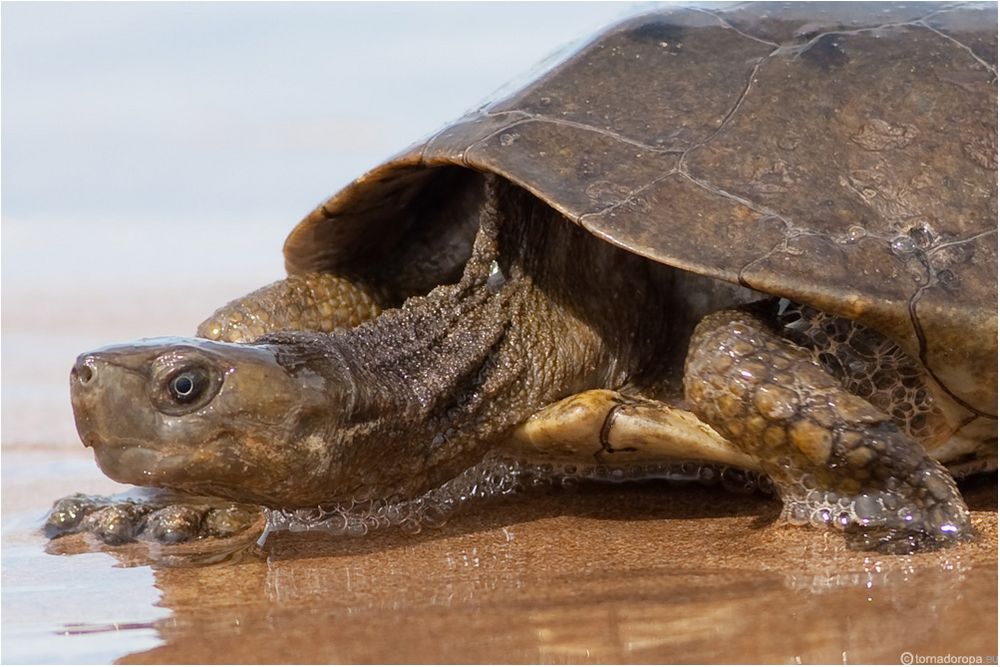 Maurische Bachschildkröte