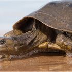 Maurische Bachschildkröte