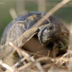 Maurische Landschildkröte #03